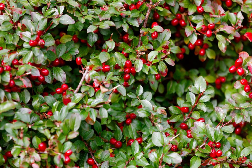 Wintergreen checkerberry teaberry berries